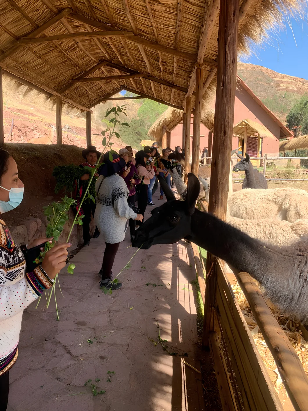 Visitor interacting with an Andean camelid in the Sacred Valley of Peru.