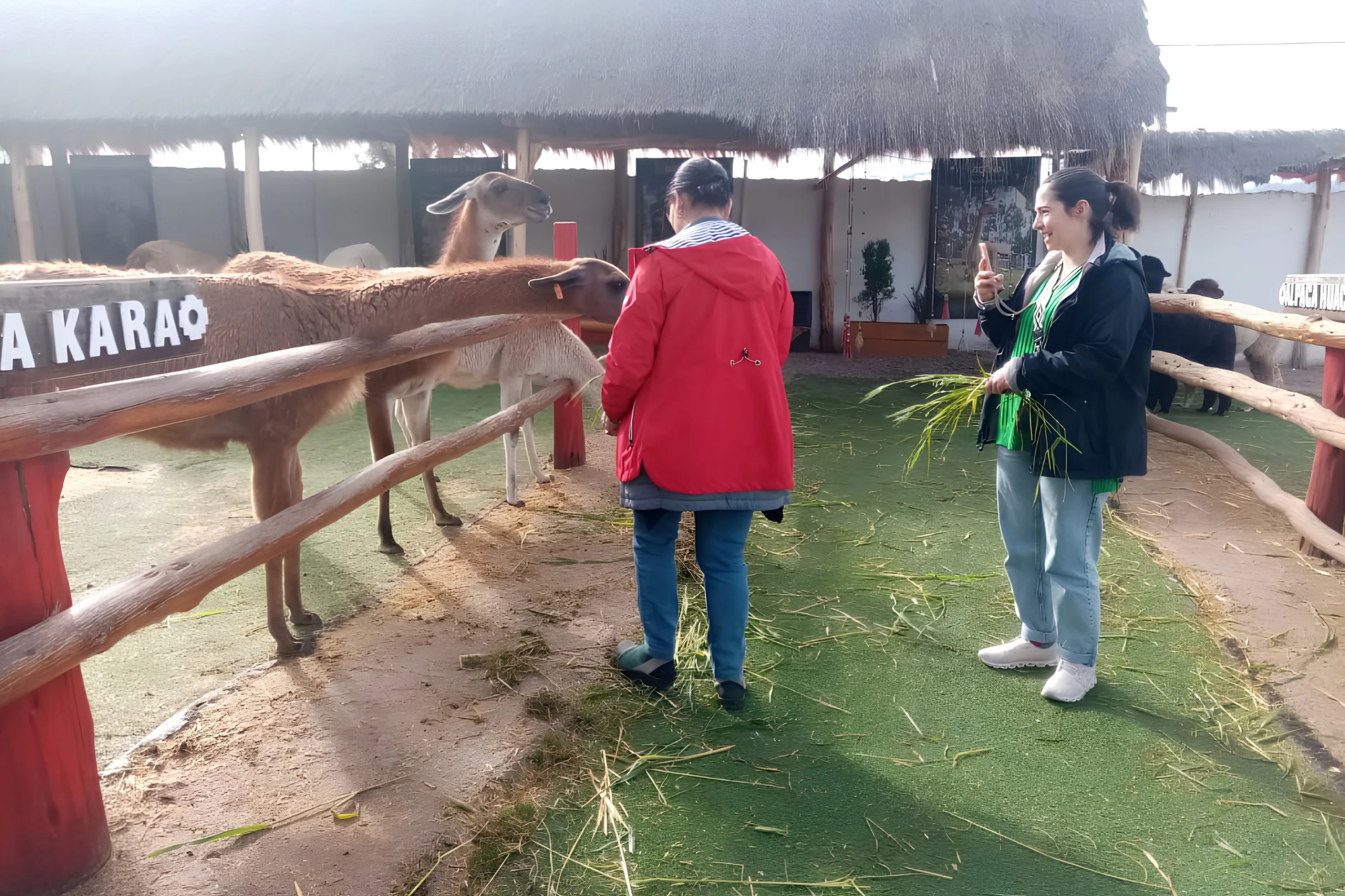 Travelers feeding alpacas at a local cultural stop during a Super Sacred Valley Tour near Cusco, Peru.