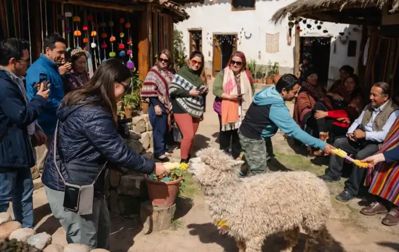 Viajeros interactuando y alimentando alpacas en una comunidad andina tradicional de Cusco | Inca Culture Travel