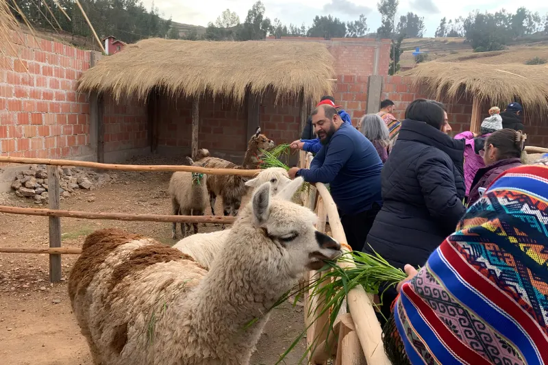 Visitors feeding alpacas during a Super Sacred Valley Tour near Cusco, Peru.