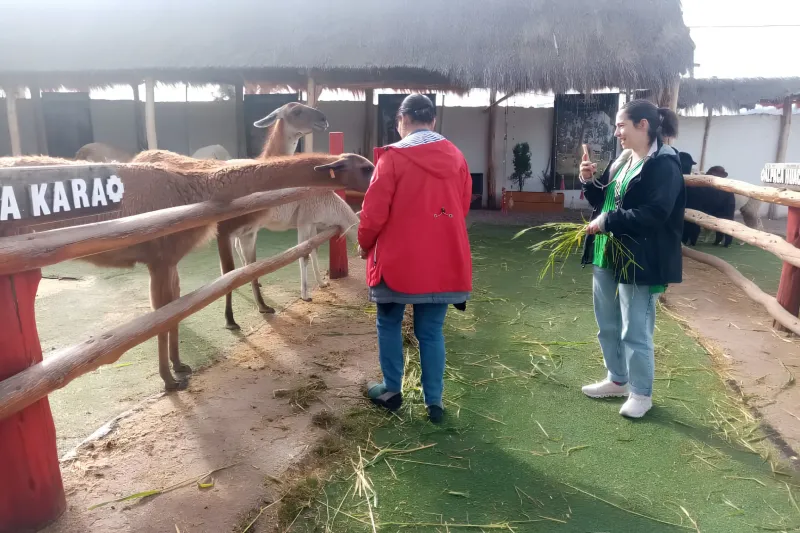 Travelers feeding alpacas at a local cultural stop during a Super Sacred Valley Tour near Cusco, Peru.